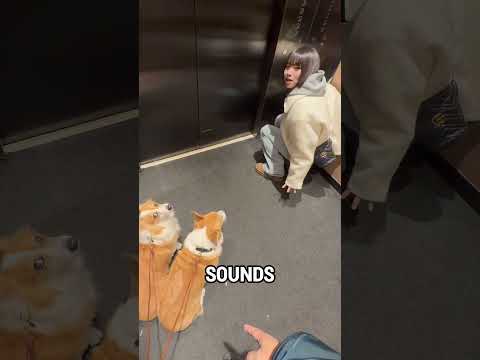 Awkward Elevator Dog Moment