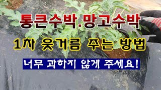 [텃밭농부 1,894]  통큰수박. 망고수박. 1차 웃거름 주는 방법 #수박재배 #망고수박
