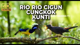Download lagu 🔴 Live Tembakan Cucak Cungkok Gacor Isian Kunti vs Jalak Rio Rio Gacor Teler Isian Cigun mp3