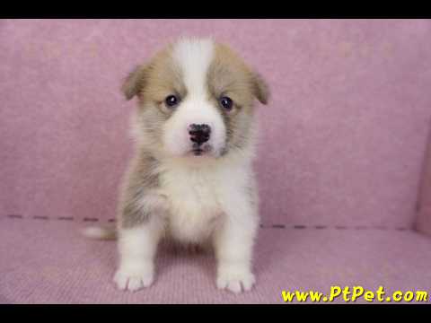 10/13雙色柯基犬母幼犬2號