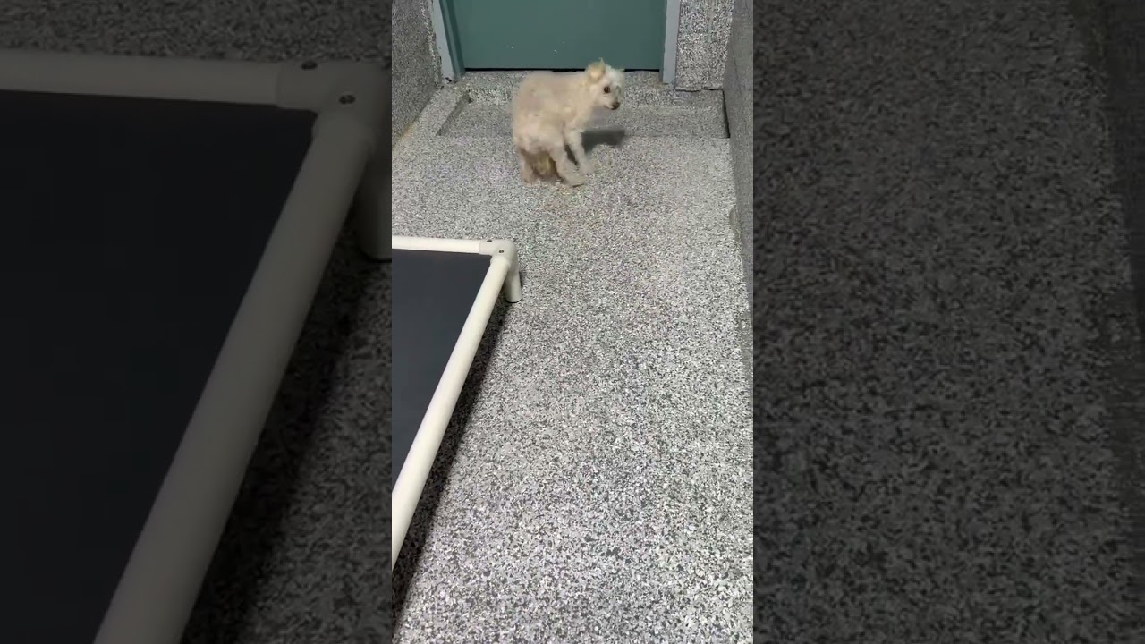 Tia video