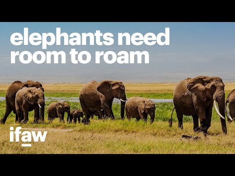 As wildlife and people run out of space, we're creating Room to Roam