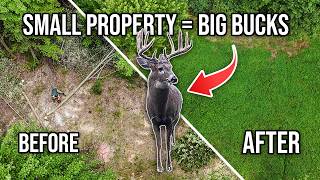 How to Build a DIY Food Plot on Small Properties (4 Easy Steps)