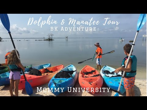 BK Adventures Dolphin and Manatee Tour