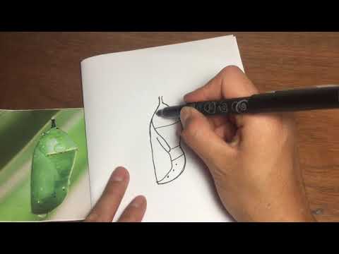How to draw a Chrysalis--For kids