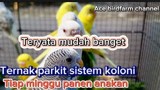 Download lagu Colony parakeet farming,||| Harvest every week mp3