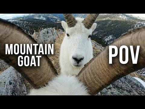 POV: Mountain Goat Horn Battle on a Mountain Cliff