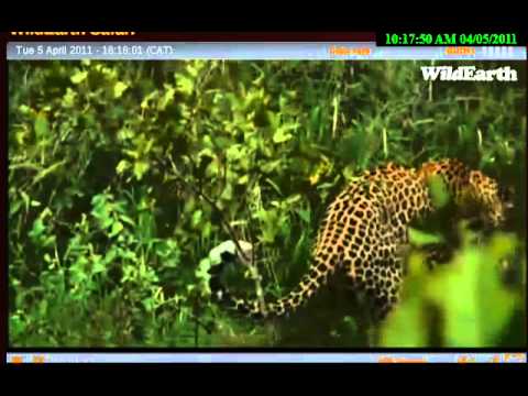 4-5-11 PM Mixo almost gets wartie piglet