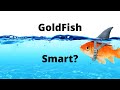 Are Goldfish Smart What Is The IQ Of A Goldfish Do Goldfish Recognize Their Owners