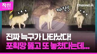 늑구 현위치 포착!????????…진짜 늑구 발견했지만???? 포획망 뚫고 또 놓쳤다! ???? [직썰]