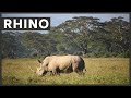Rhino sounds like trumpeting and growling. Rhinoceros sounds in the wild.