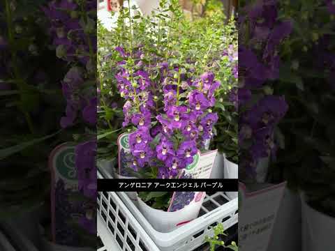 庭に植える匍匐性の植物はどれですか?岩場を彩る8種  庭園