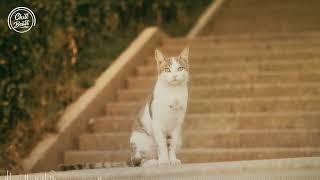 Lofries, Lost Neko - Lost In Musashi