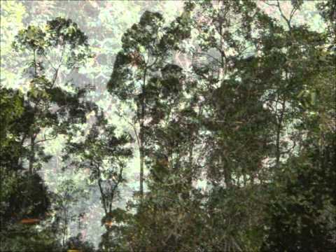 The Heart of borneo pt 2