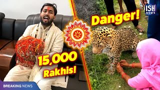 15,000 Rakhis and A Lion’s Parenting Escape