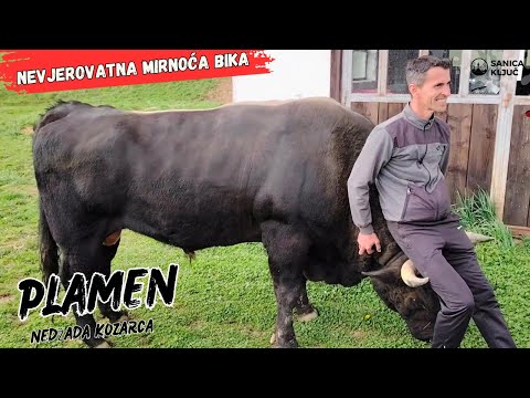 Plamen - Snaga i smirenost u jednom biku. Trener Mero demonstrirao pred kamerom