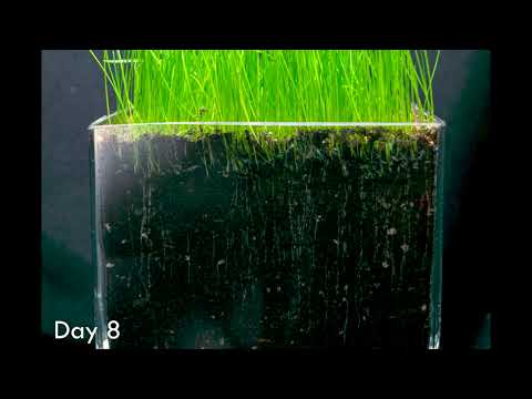 Grass Roots Growing from Seed Timelapse | VORT3X