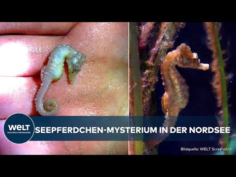 SEEPFERDCHEN IN DER NORDSEE: Wo kommen sie her? Forscher bitten Strandspaziergänger um Hilfe
