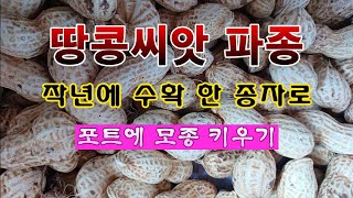 [텃밭농부 1,816]  작년에 수확 한 땅콩씨앗을 포트에 파종하는 방법. #땅콩재배