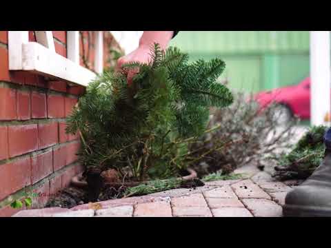 Gartentipps von Gartenträume Momsen - Nr. 01 Rosen schneiden