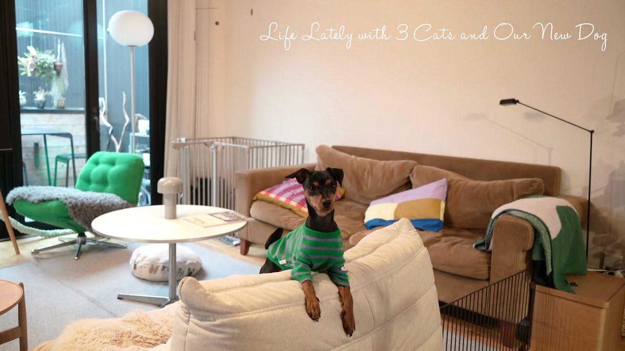 【VLOG】新しい家族を迎えた日常｜猫3匹と犬のいる暮らしとIKEA購入品Living with 3 Cats and a Dog | Cozy Home Vlog & IKEA Finds