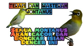 Download lagu Seputar pleci montanus || masteran 1jam || terapi 1jam || mengenal pleci montanus - text mp3 Download lagu Seputar pleci montanus || masteran 1jam || terapi 1jam || mengenal pleci montanus - text mp3