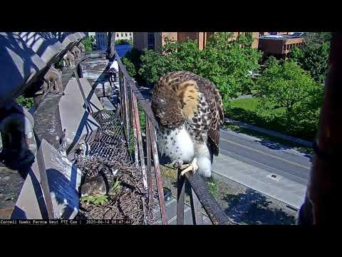 Cornell Red-tailed Hawk Nestling "J3" Fledges While "J2" Watches From the Railing, June 14, 2020