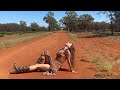 Showering With Deadly Redback Spiders A Day In The Life In The Australian Outback