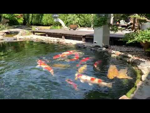 Elevating Koi Care with the VSzeeland Automatic Feeder