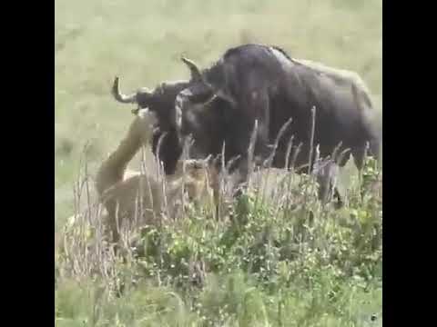 5-Days Wildebeest Migration Safari with Kuhetours