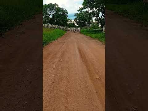 manejo ,fazenda . Santana de pirapama Agropecuária gado nelore cria recria e engorda