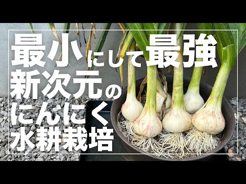 もうニンニクは買わないでください！ペットボトルでニンニクを栽培する方法は次のとおりです。 2 つのチュートリアル + ビデオ  庭園