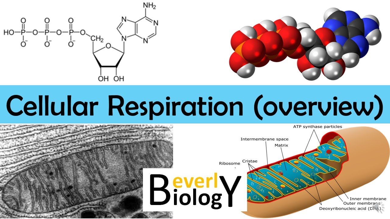 Cellular Respiration (Overview) - updated