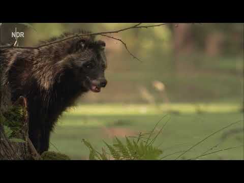 Expeditionen ins Tierreich Wildes Deutschland Lausitz