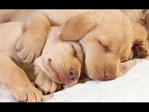 PET THERAPY ♣ Sleep Music for Dogs and Cats - Anxiety Problems, Sleep Disorders - 2 HOURS