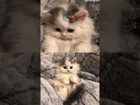 🥰🥰 you like cats#seema firdous 428#