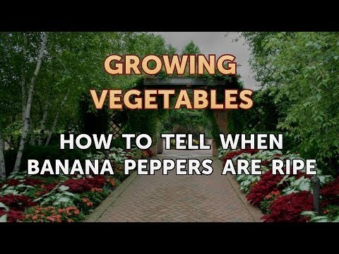 When to Pick Hungarian Hot Wax Peppers