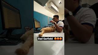Bad Garfield 😡😡😡 #cat #garfield #furpets #furbuddy #catlover #catbreeds