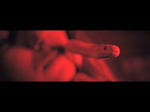 Video thumbnail for Toksyczny