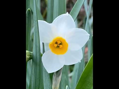 詩人の水仙 植物