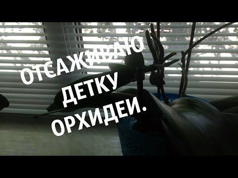 Отсадила детку орхидеи.