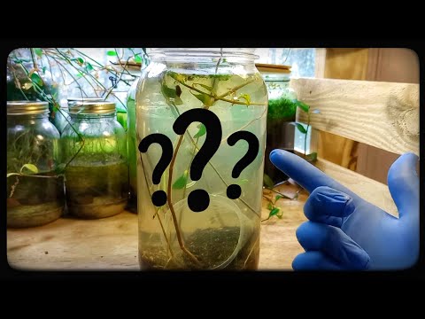 Detritus Worm Live Culture | Nice or Nasty??