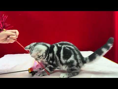 I got a new cat slave already !!! U are late !!!!我已經有貓奴了！