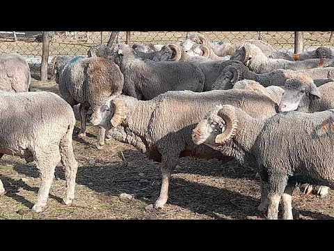 , title : 'Australian Merino sheep furuncle treatment.