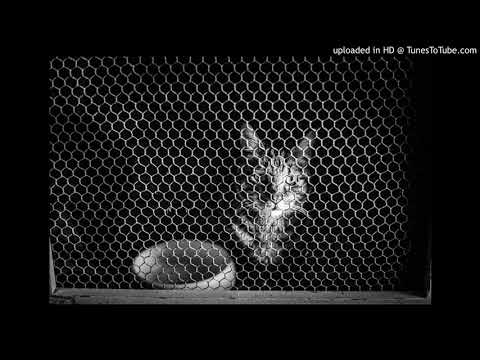 Anicée - Gautama (Abstraal Remix) [Ballroom Records]