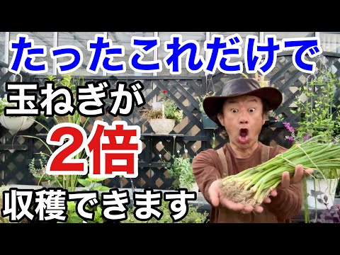玉ねぎ、野菜、マリーゴールド、ニンジン、アマリリスの隣にある花植物