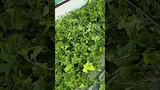 Download lagu 참외 암꽃 참외수확~~ #성주참외 #농장생활 #성주군귀농귀촌연합회 #성주참외 #farming #농촌봉사활동 #맛집 #미스트롯3 #카우보이#려화 mp3