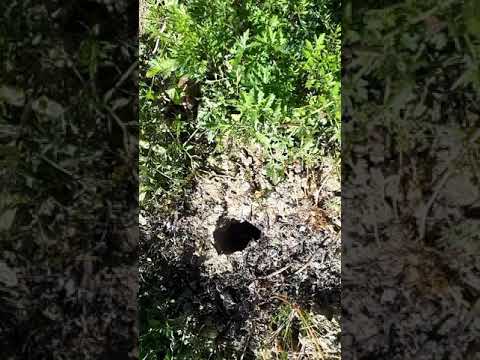 KAKO SE RIJEŠIT KRTICA