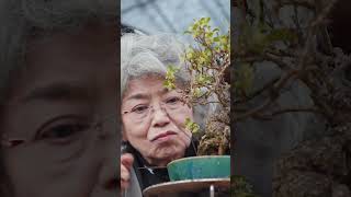 Download lagu Bonsai has a long history originating in #China as far back as the 6th century. #tiny #bonsai mp3