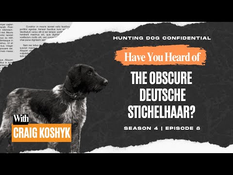 Haben Sie schon einmal von der seltenen Hunderasse Stichelhaar gehört?